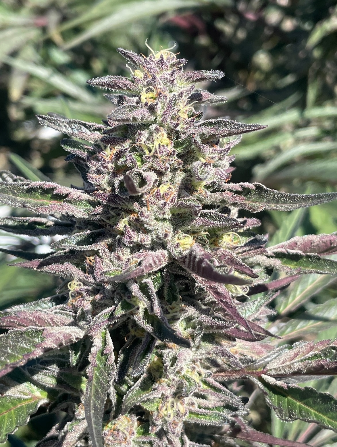 Breeders Select Menu | Haze Valley Nursery
